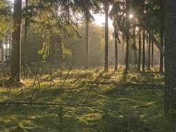 IMGP8428_Morgenstemning_i_naaleskoven